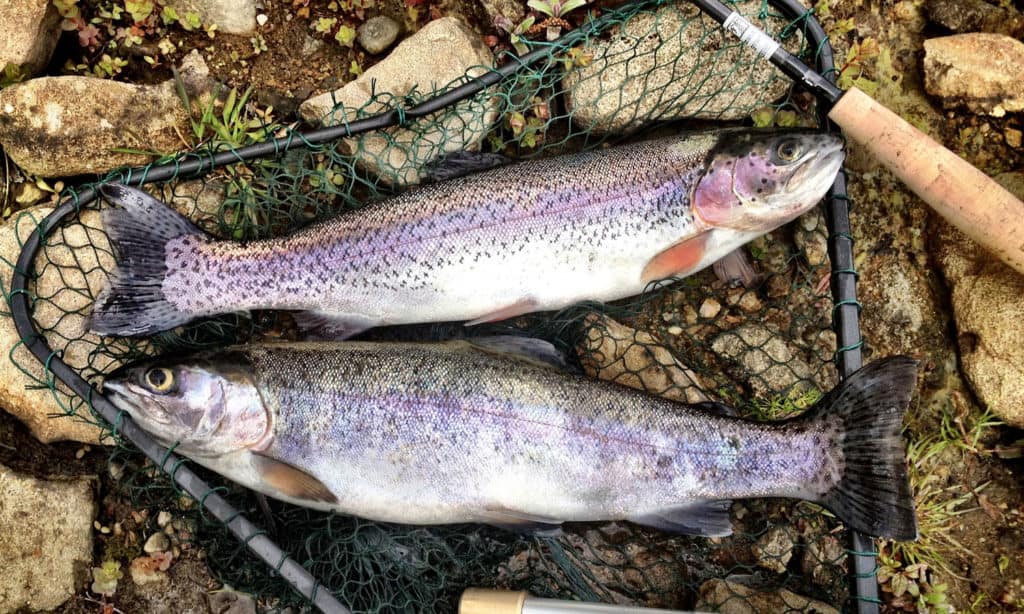 Our Story - Mountain Valley Trout Farm